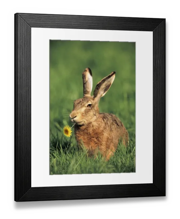 Framed Print : European hare (Lepus europaeus) with dandelion flower