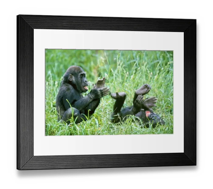 Framed Print : Young Western lowland gorillas (Gorilla gorilla)