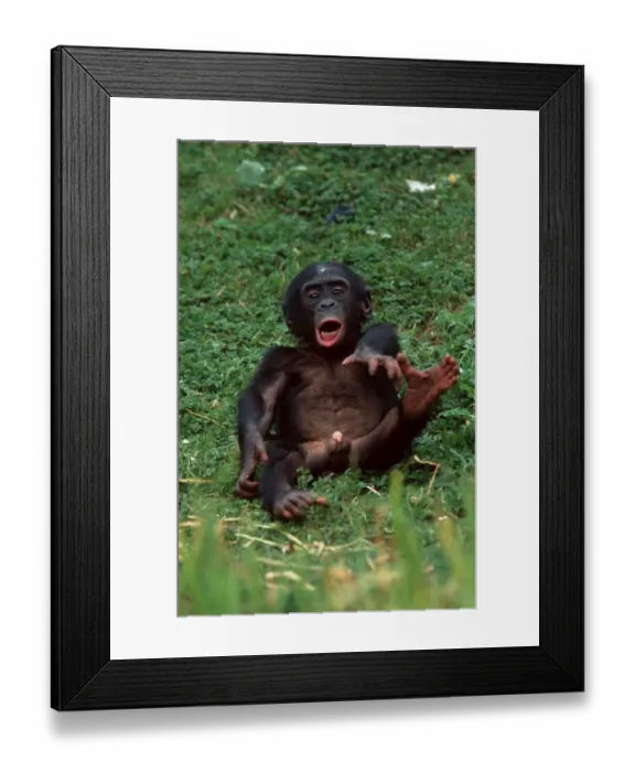 Framed Print : Young Bonobo, Pygmy Chimpanzee (Pan paniscus)