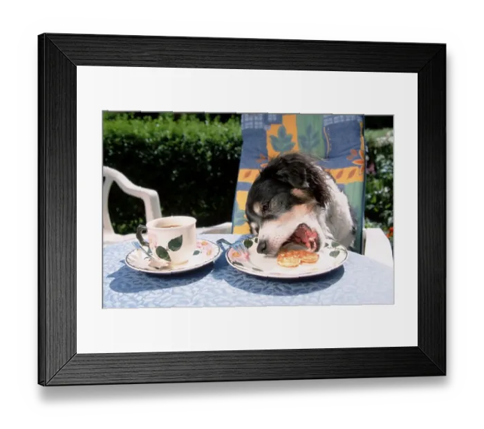 Framed Print : Mixed breed dog stealing waffle from plate Framed Print : Mixed breed dog stealing waffle from plate