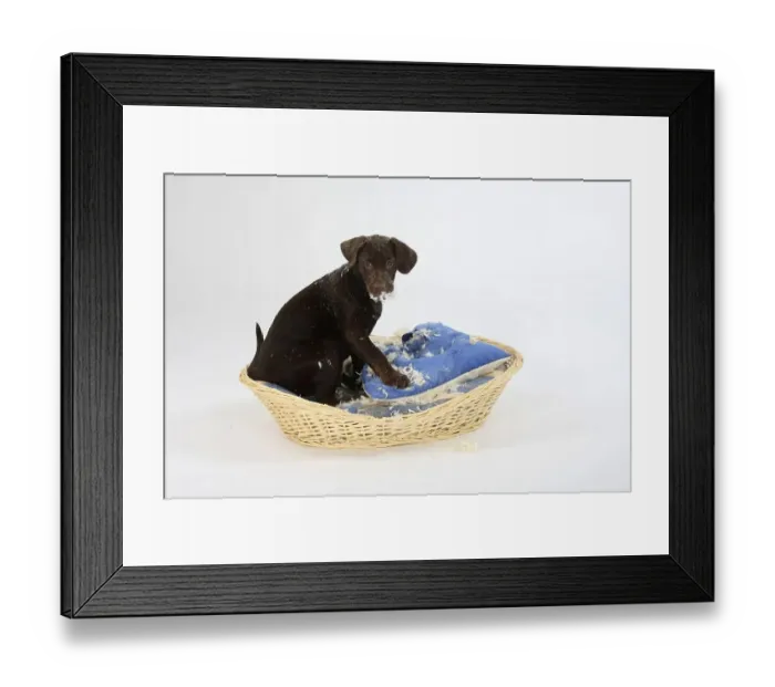 Framed Print : Labrador retriever, 11 weeks, brown