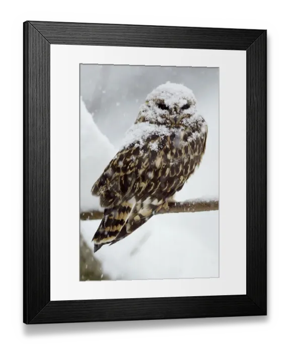 Framed Print : Short-eared Owl (Asio flammeus)