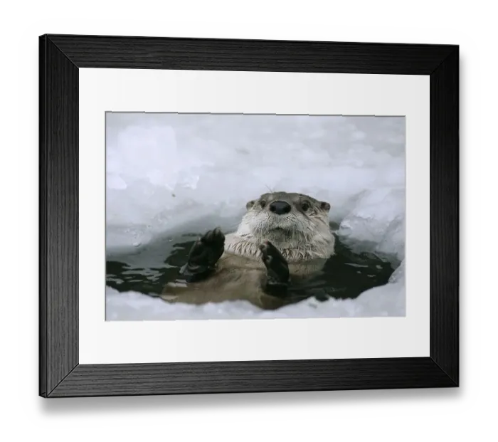 Framed Print : Canadian otter looking out of ice hole (Lutra canadensis)