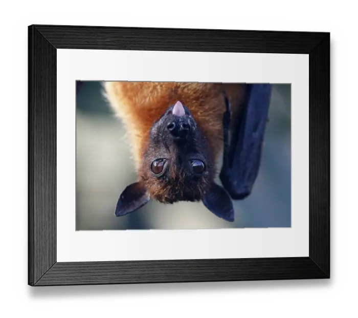 Framed Print : Indian Flying Fox (Pteropus giganteus), captive Framed Print : Indian Flying Fox (Pteropus giganteus), captive