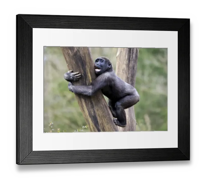 Framed Print : Lowland gorilla (Gorilla gorilla), Captive