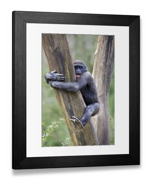Framed Print : Lowland gorilla (Gorilla gorilla), Captive