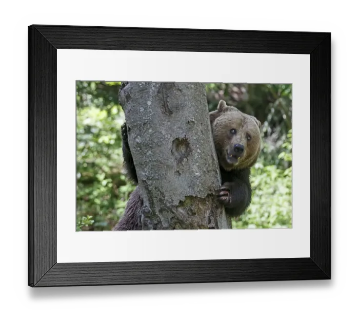 Framed Print : Brown bear (Ursus arctos), captive
