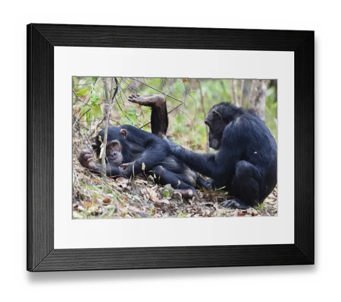 Framed Print : Chimpanzees (Pan troglodytes), females grooming