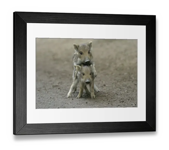 Framed Print : Two Wild Boar (Sus scrofa) shoats playing