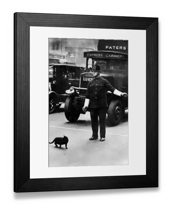 Framed Print : Traffic policeman stopping cars to let a cat cross the road