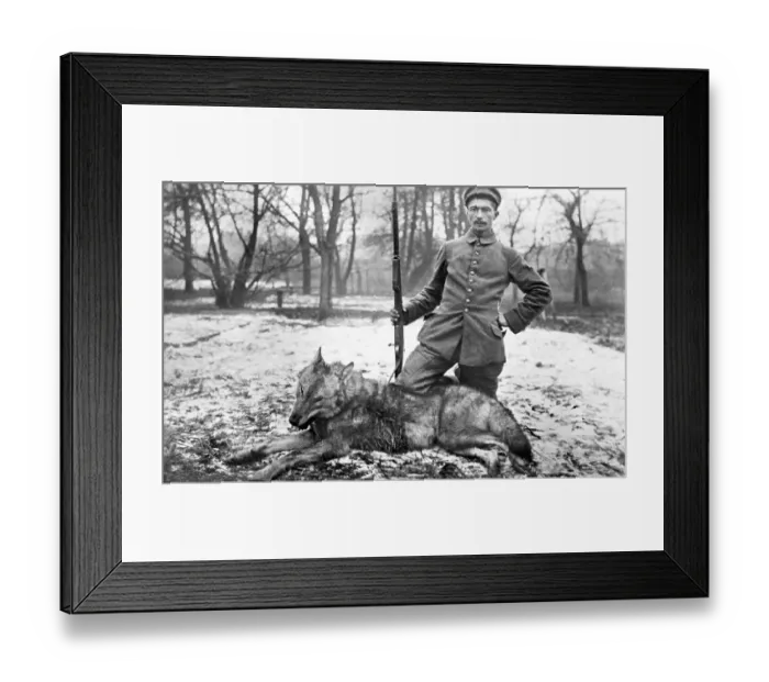 Framed Print : Historic photo, German soldier shooting down a wolf