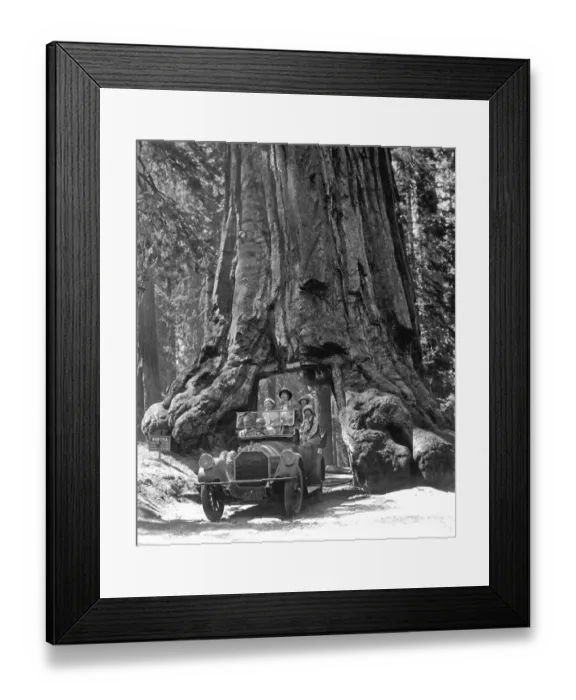 Framed Print : Historic picture, man driving through a sequoia Framed Print : Historic picture, man driving through a sequoia