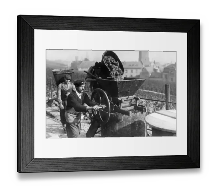 Framed Print : Historic photograph, grape harvest, around 1925 Framed Print : Historic photograph, grape harvest, around 1925
