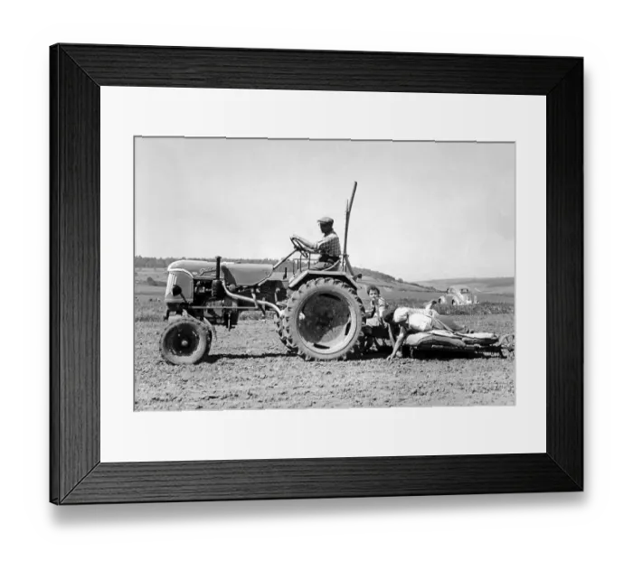 Framed Print : Historic photograph, potato harvest, around 1930 Framed Print : Historic photograph, potato harvest, around 1930