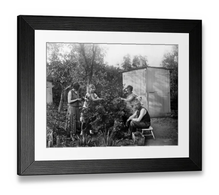 Framed Print : Historic photograph, berry harvest in an allotment garden