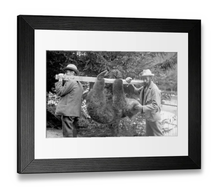 Framed Print : Historic photograph, two men with killed bear Framed Print : Historic photograph, two men with killed bear