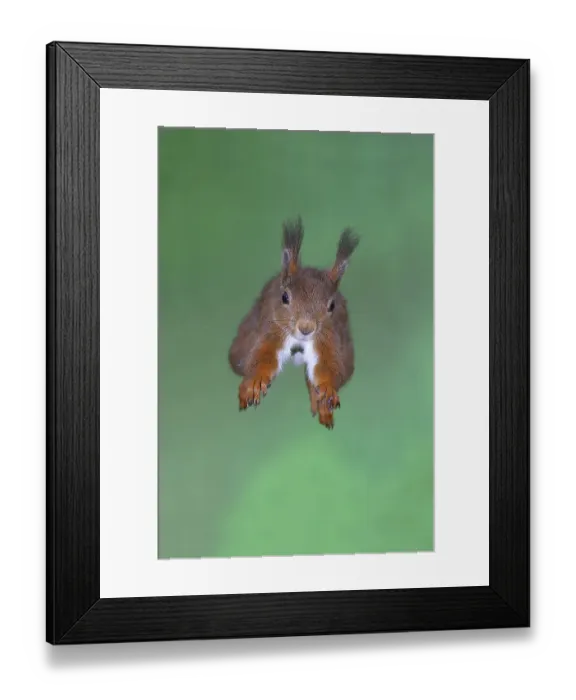 Framed Print : Eurasian red squirrel (Sciurus vulgaris) Framed Print : Eurasian red squirrel (Sciurus vulgaris)