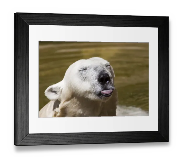 Framed Print : Polar Bear (Ursus maritimus), Nuremberg