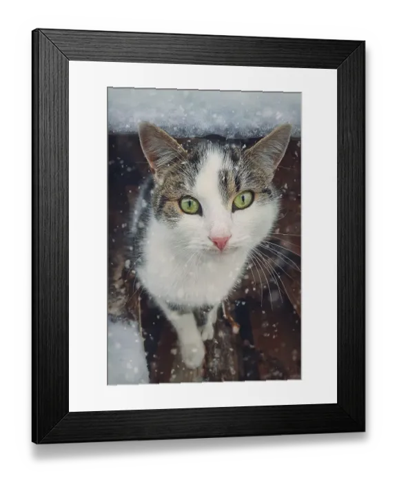 Framed Print : Winter season cat portrait. Close up kitten outdoor sheltering from snow Framed Print : Winter season cat portrait. Close up kitten outdoor sheltering from snow