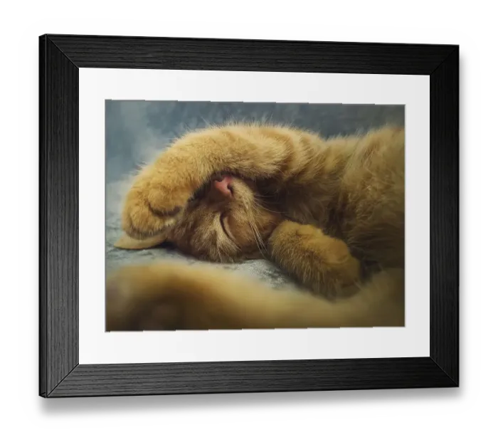 Framed Print : Sleepy orange kitten takes a nap indoors on the sofa Framed Print : Sleepy orange kitten takes a nap indoors on the sofa