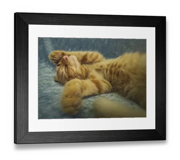 Framed Print : Sleepy orange kitten takes a nap indoors on the sofa