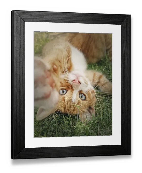 Framed Print : Playful orange kitten lying upside down on the green grass