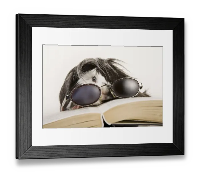Framed Print : Guinea pig with glasses and book Framed Print : Guinea pig with glasses and book