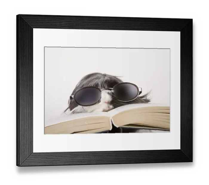Framed Print : Guinea pig with glasses and book