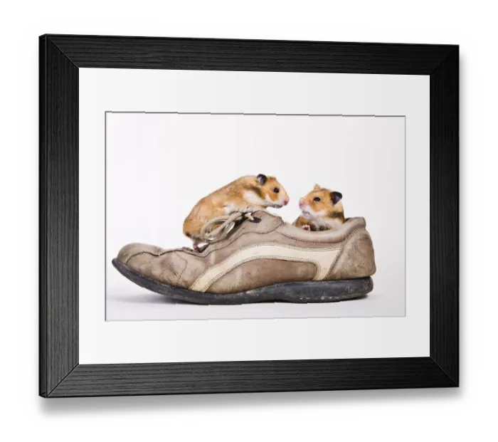 Framed Print : Golden hamsters in a shoe