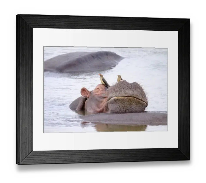 Framed Print : Hippopotamus (Hippopotamus amphibius) relaxing on another hippo