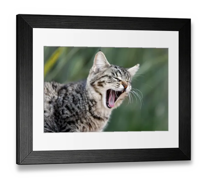 Framed Print : Cat yawning