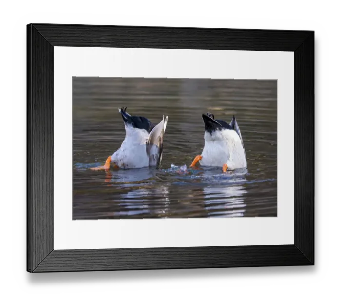 Framed Print : Mallards (Anas platyrhynchos), male Framed Print : Mallards (Anas platyrhynchos), male