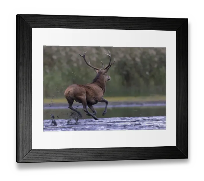 Framed Print : Red deer (Cervus elaphus), running through shallow water in flight from a rival