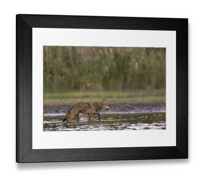 Framed Print : European gray wolf (Canis lupus) Framed Print : European gray wolf (Canis lupus)