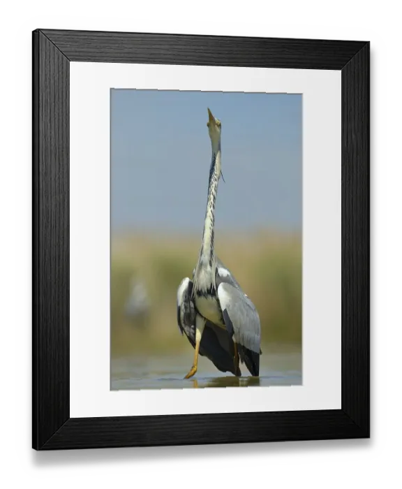 Framed Print : Grey Heron (Ardea cinerea), adult bird displaying