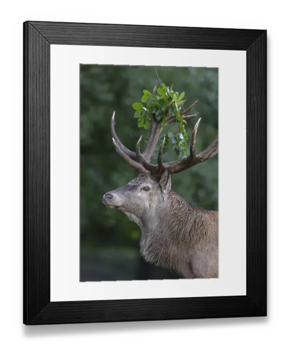 Framed Print : Red deer (Cervus elaphus), portrait Framed Print : Red deer (Cervus elaphus), portrait