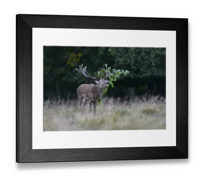 Framed Print : Red deer (Cervus elaphus), roaring Framed Print : Red deer (Cervus elaphus), roaring