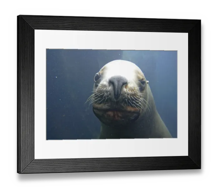 Framed Print : Steller sea lion Eumetopias jubatus at the Alaska Sealife Center Kenai peninsula Seward Alaska USA