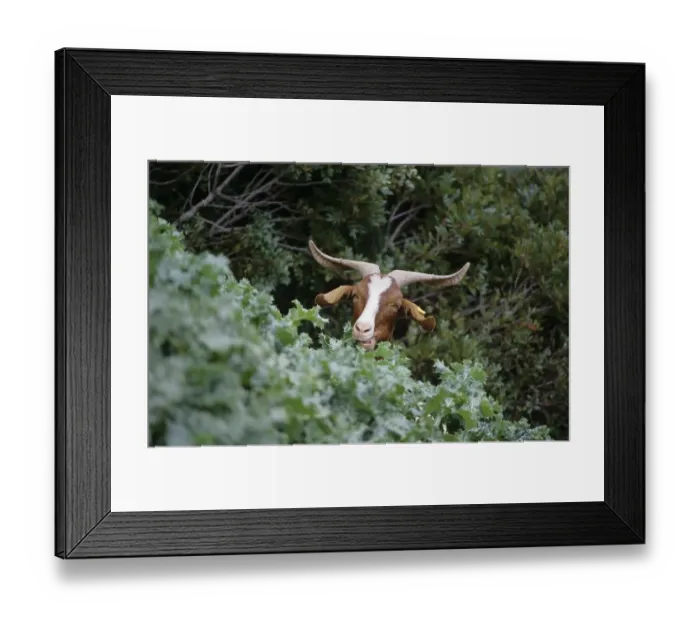 Framed Print : Goat in mediterranean shrub in Sardegna Italy
