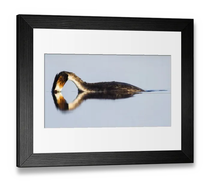 Framed Print : Great crested grebe (Podiceps cristatus) diving