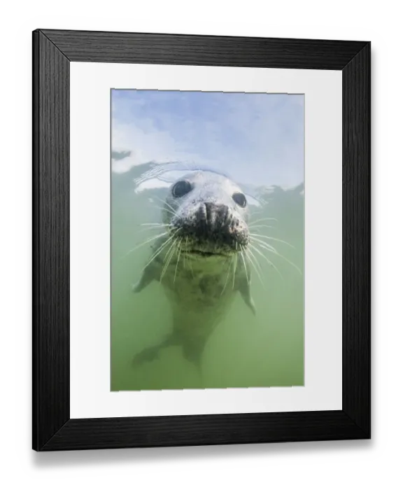 Framed Print : Grey seal (Halichoerus grypus) underwater