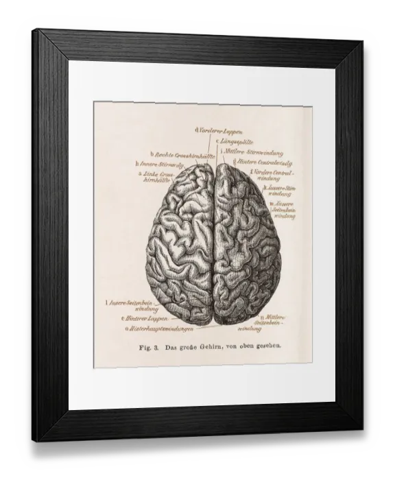Framed Print : Medicine, anatomy, illustration