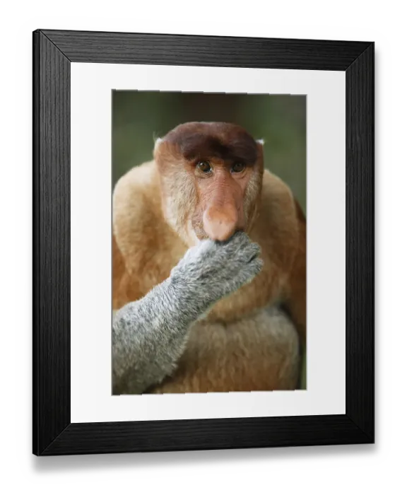 Framed Print : Proboscis monkey (Nasalis larvatus)