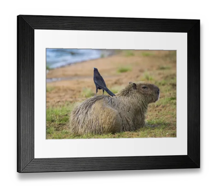 Framed Print : Capybara (Hydrochoerus hydrochaeris)