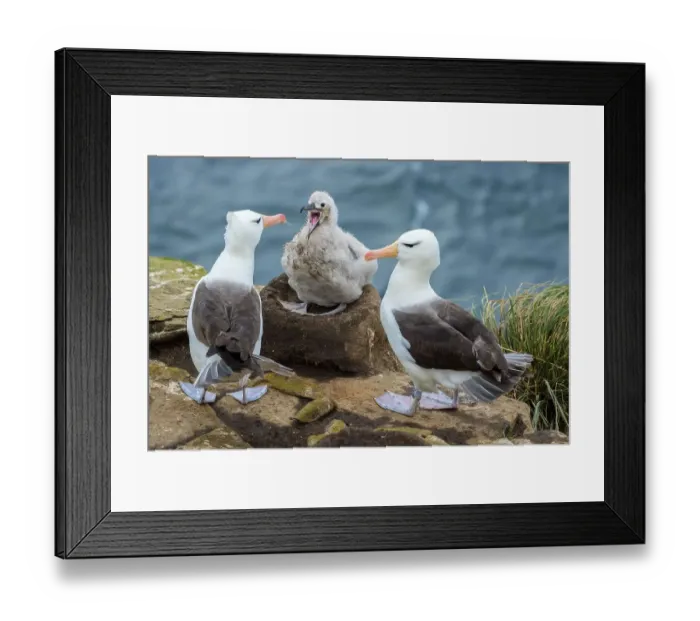 Framed Print : Black-browed Albatross (Thalassarche melanophris) Framed Print : Black-browed Albatross (Thalassarche melanophris)