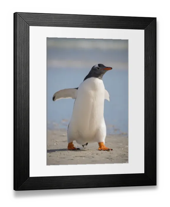 Framed Print : Gentoo penguin (Pygoscelis papua)