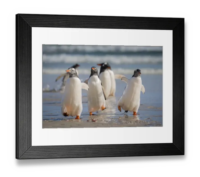 Framed Print : Gentoo penguins (Pygoscelis papua) at the beach