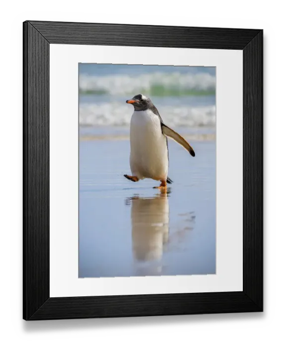 Framed Print : Gentoo penguin (Pygoscelis papua)