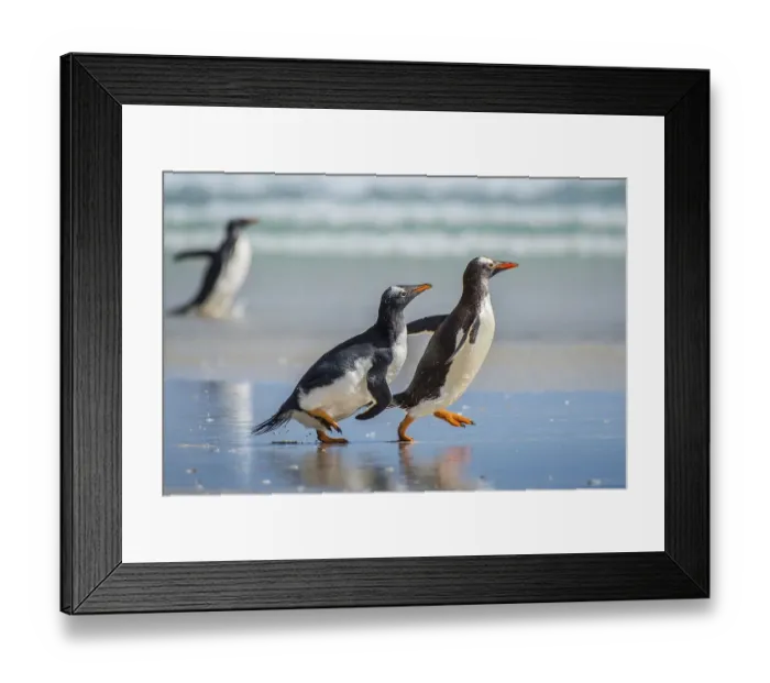 Framed Print : Gentoo penguins (Pygoscelis papua) at the beach Framed Print : Gentoo penguins (Pygoscelis papua) at the beach