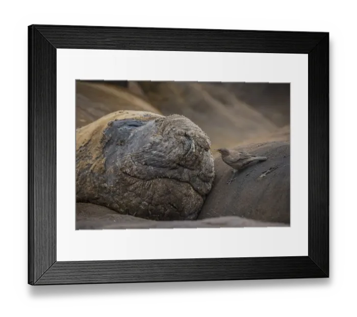 Framed Print : Southern elephant seal (Mirounga leonina) and Blackish Cinclodes Framed Print : Southern elephant seal (Mirounga leonina) and Blackish Cinclodes